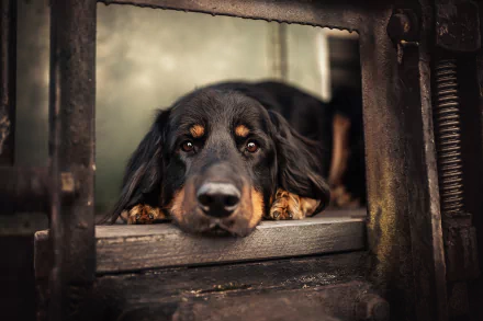 stare Animal Hovawart HD Desktop Wallpaper | Background Image