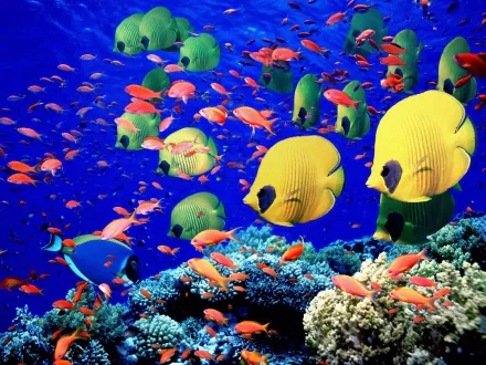 HD desktop wallpaper featuring vibrant butterflyfish swimming around colorful coral in a lively underwater scene.