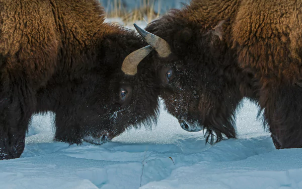  American bison faceoff in Yellowstone National Park, Wyoming by Gerald Corsi