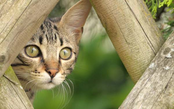 tabby cat Animal cat HD Desktop Wallpaper | Background Image