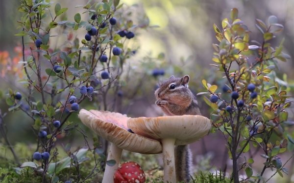 Animal Chipmunk Mushroom HD Wallpaper | Background Image