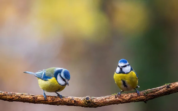 Animal titmouse HD Desktop Wallpaper | Background Image