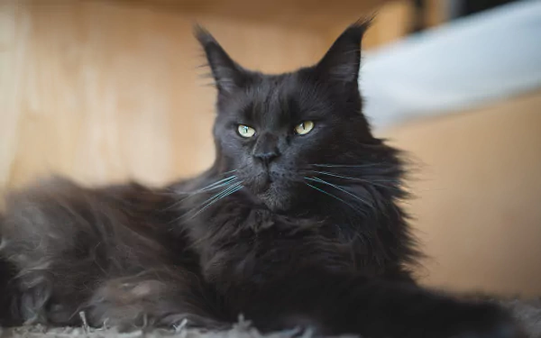 cat Animal maine coon HD Desktop Wallpaper | Background Image