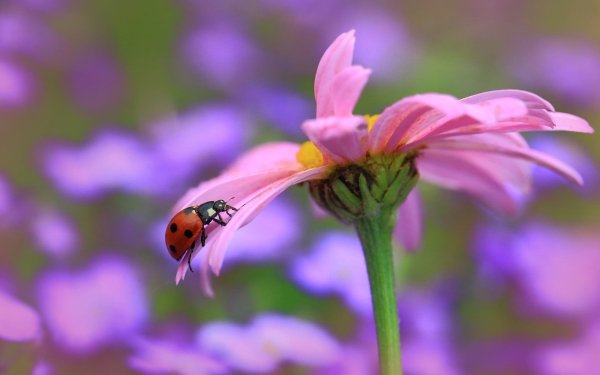 Animal Ladybug Macro Pink Flower HD Wallpaper | Background Image