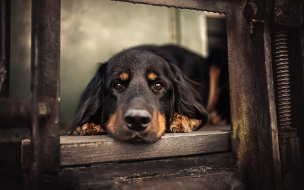 stare Animal Hovawart HD Desktop Wallpaper | Background Image