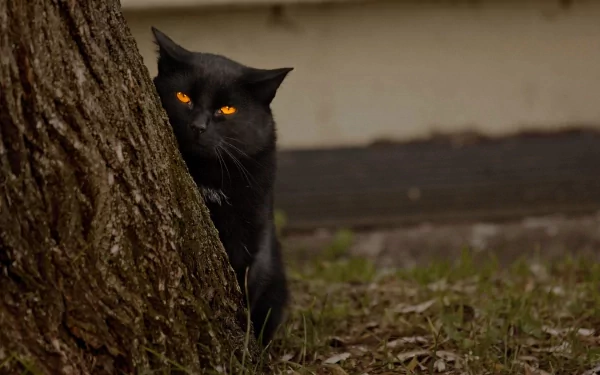 HD wallpaper of a black cat with striking yellow eyes peeking from behind a tree in a wooded area. The background features a mix of greenery and wooden textures.