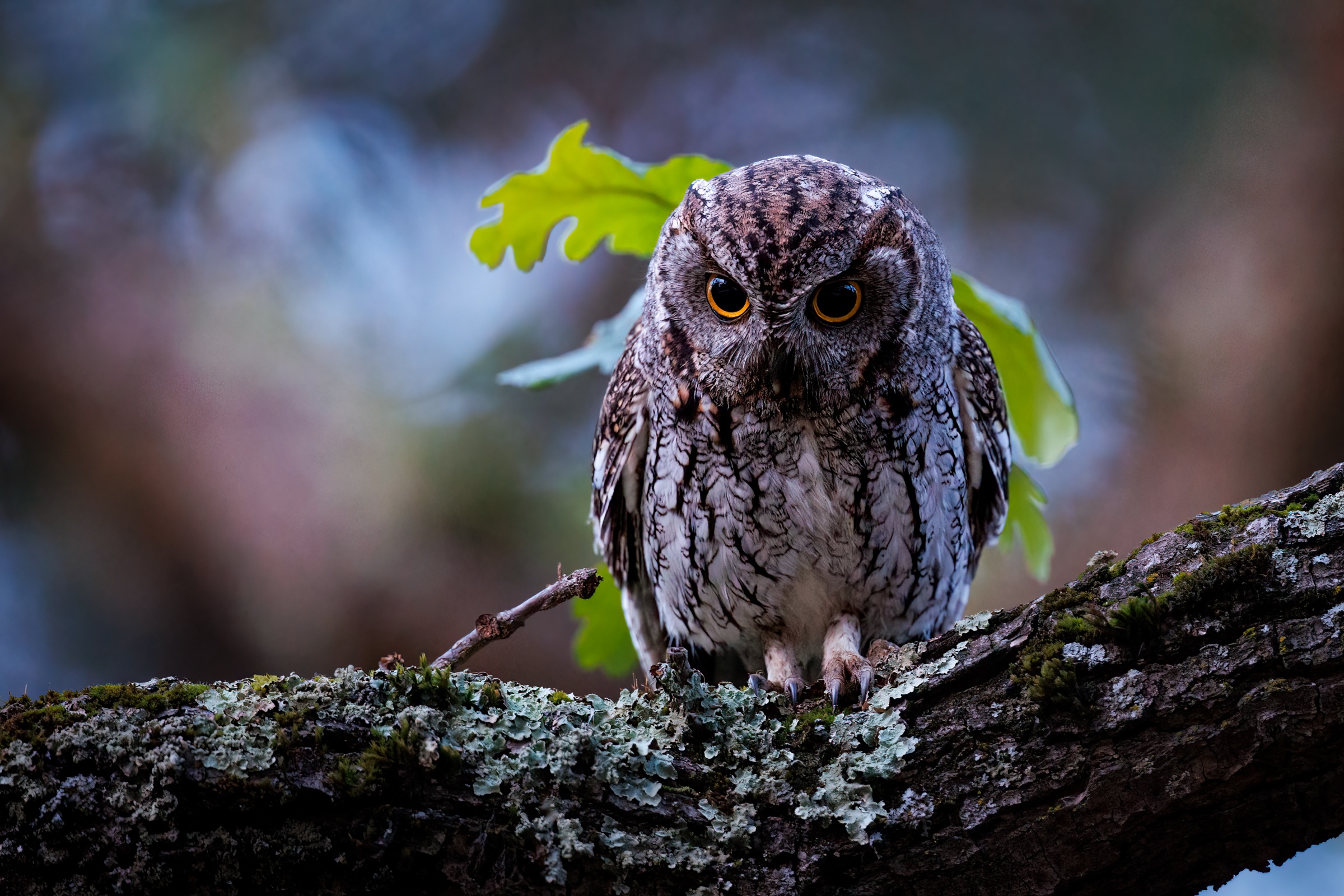 Animal Owl HD Wallpaper