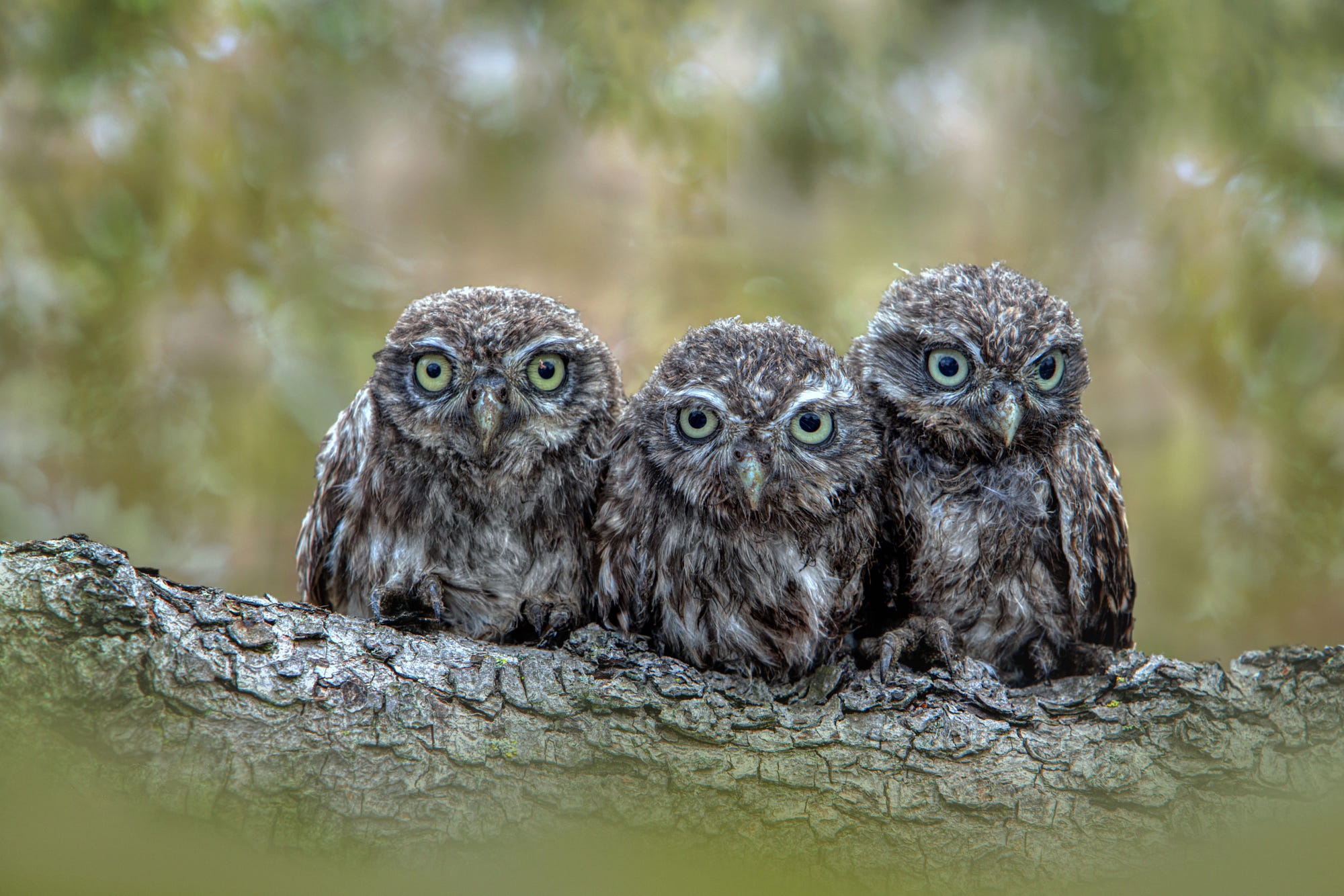 Download Animal Owl HD Wallpaper