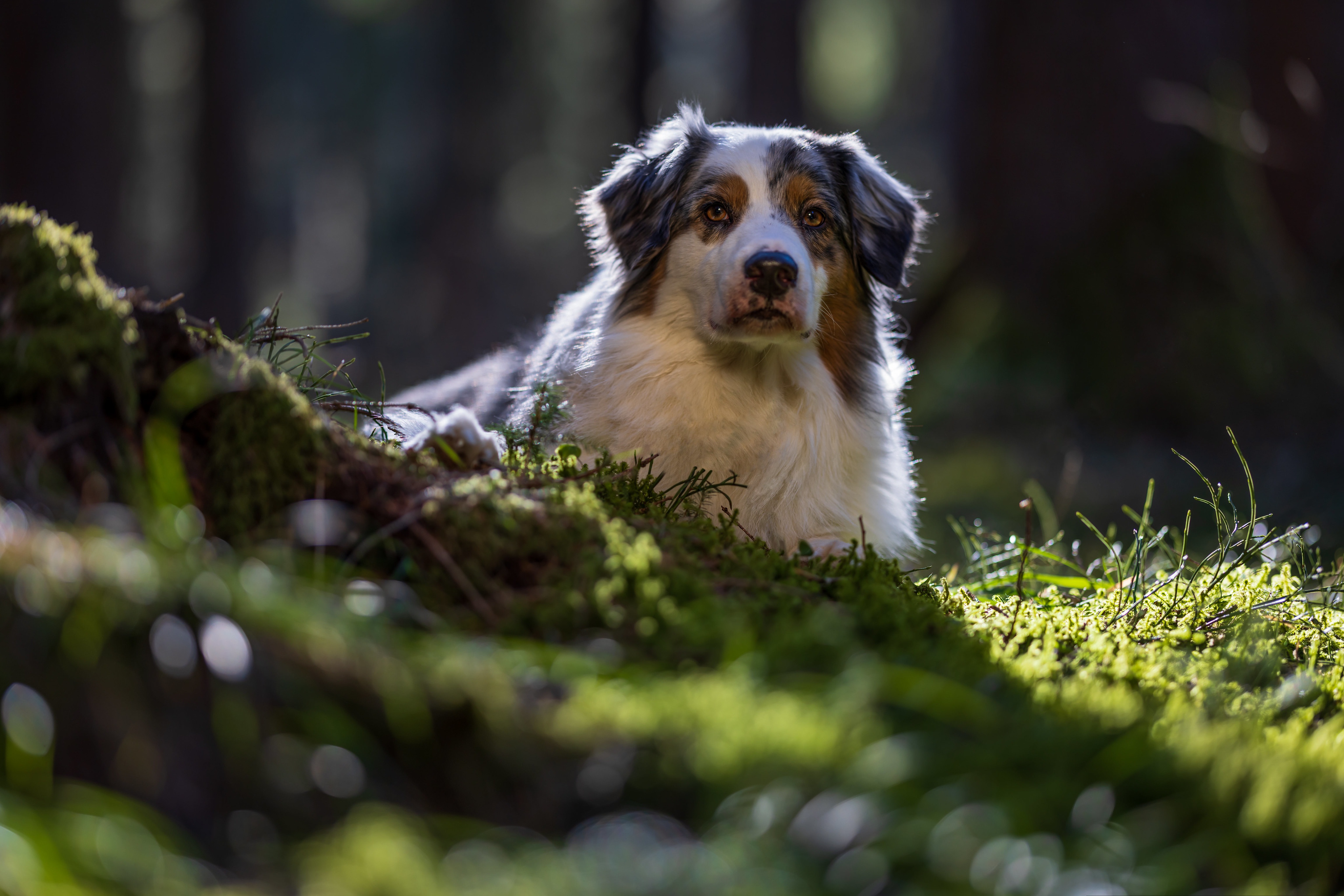 Download Animal Australian Shepherd 4k Ultra HD Wallpaper