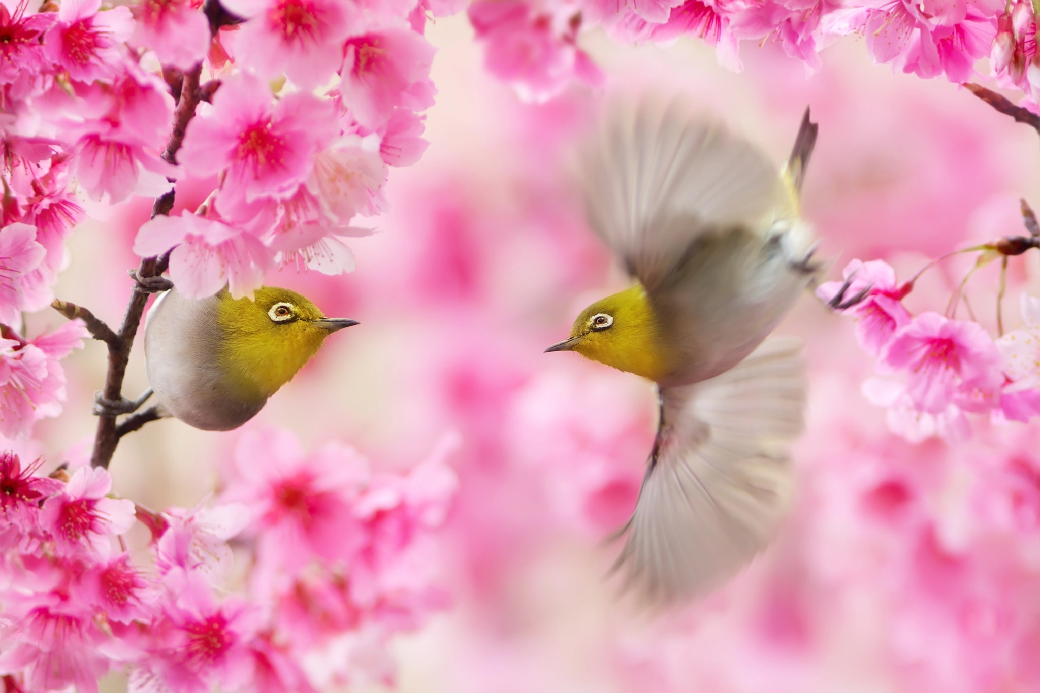 Animal Japanese white-eye HD Wallpaper | Background Image