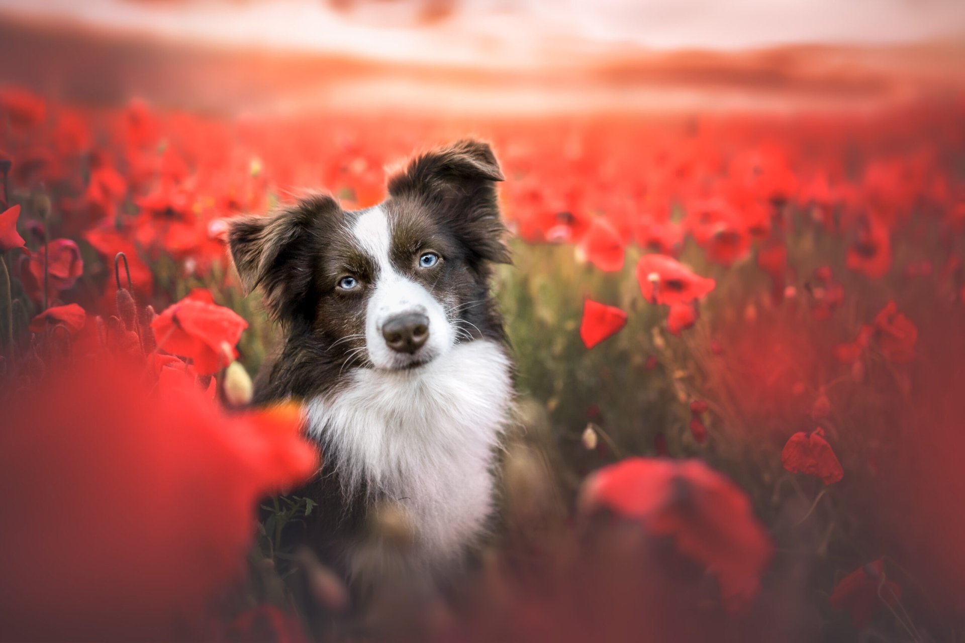 Australian Shepherd HD Wallpaper