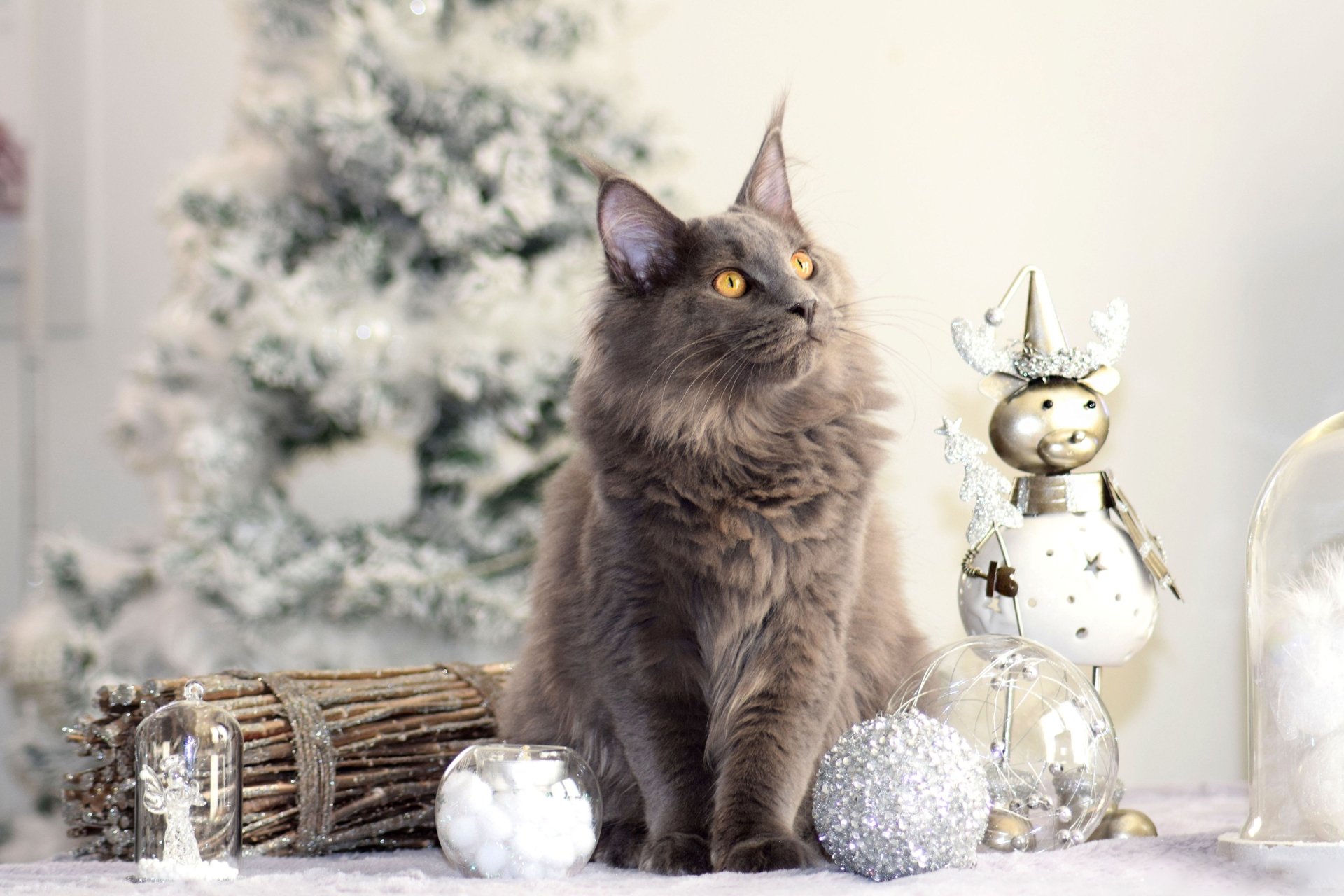 Download Animal Maine Coon HD Wallpaper