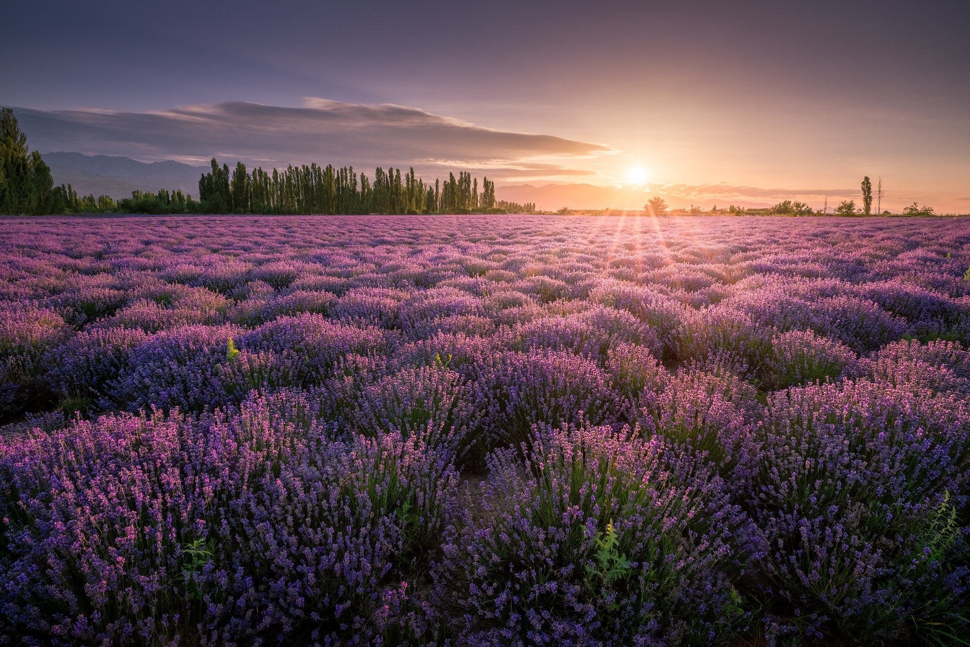 Lavender Dreams: Stunning Purple Flower HD Wallpaper of Nature's Serenity, image size:1920x1280