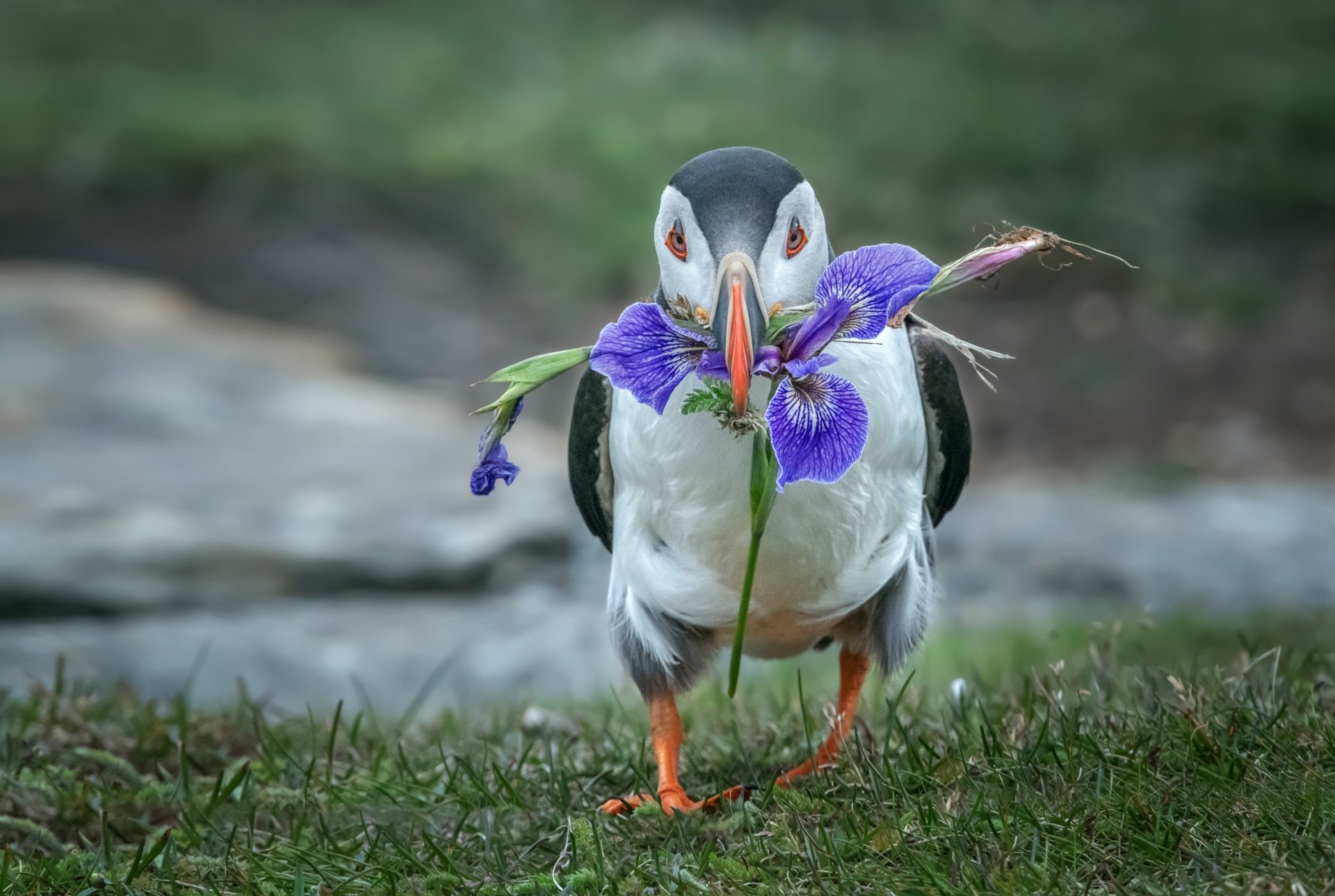 Download Animal Puffin 4k Ultra HD Wallpaper