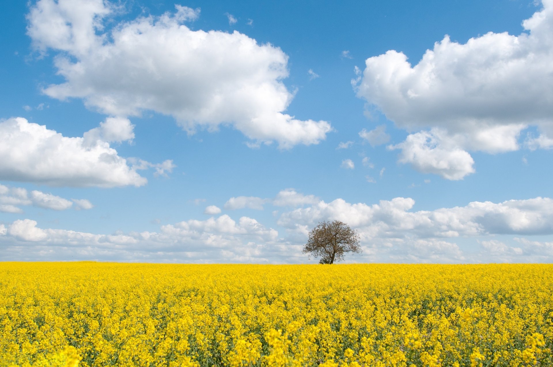 Download Field Nature Rapeseed HD Wallpaper