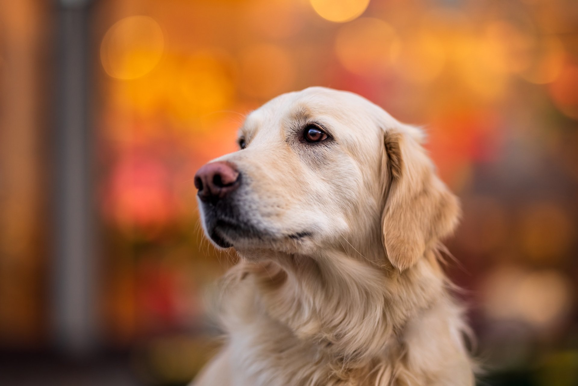 Download Animal Golden Retriever 4k Ultra HD Wallpaper