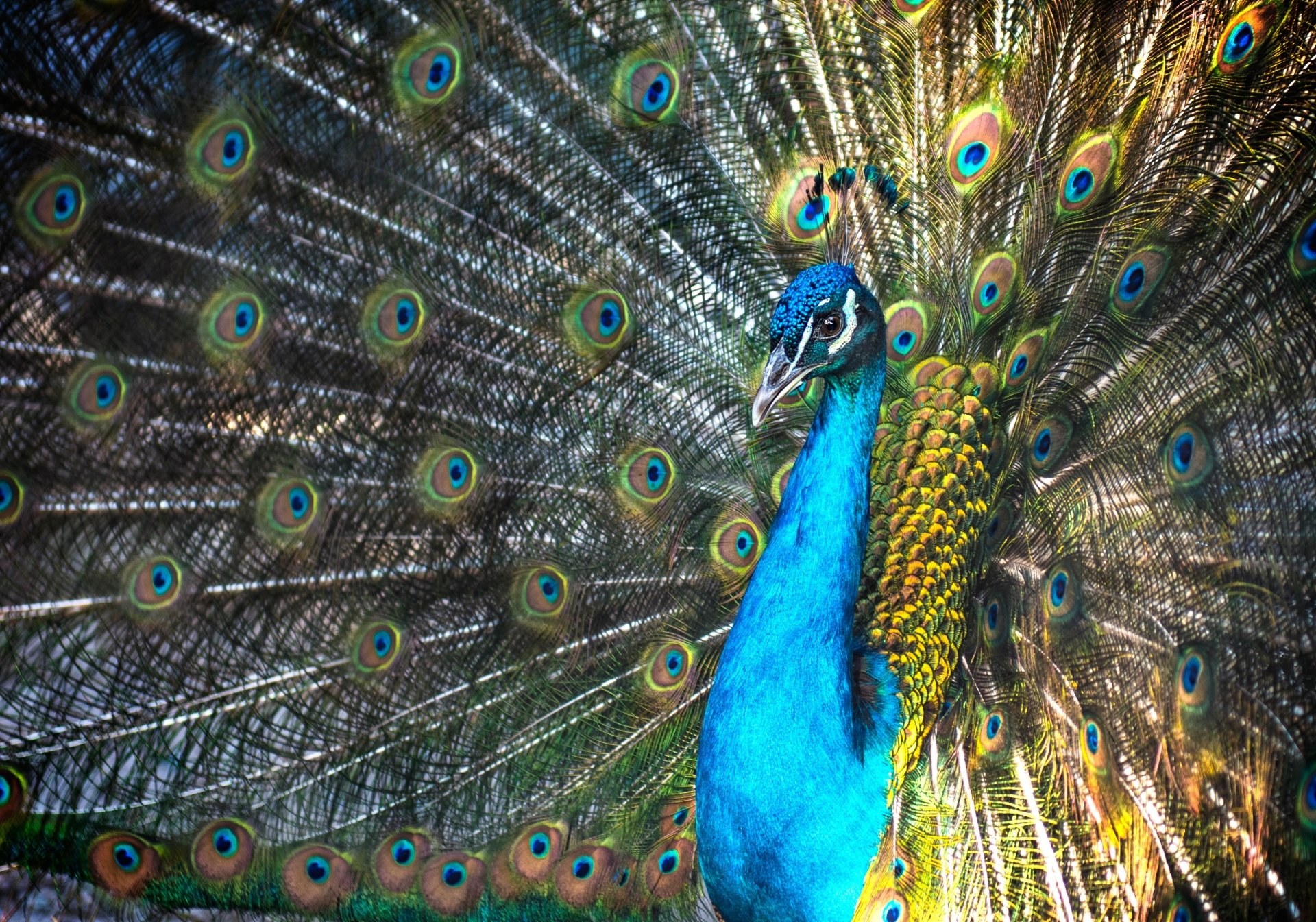 Download Animal Peacock HD Wallpaper