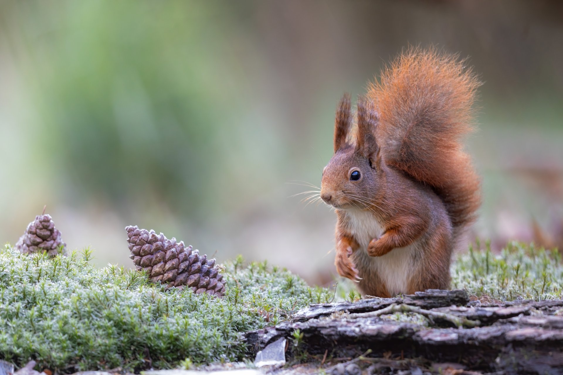 Download Animal Squirrel 4k Ultra HD Wallpaper