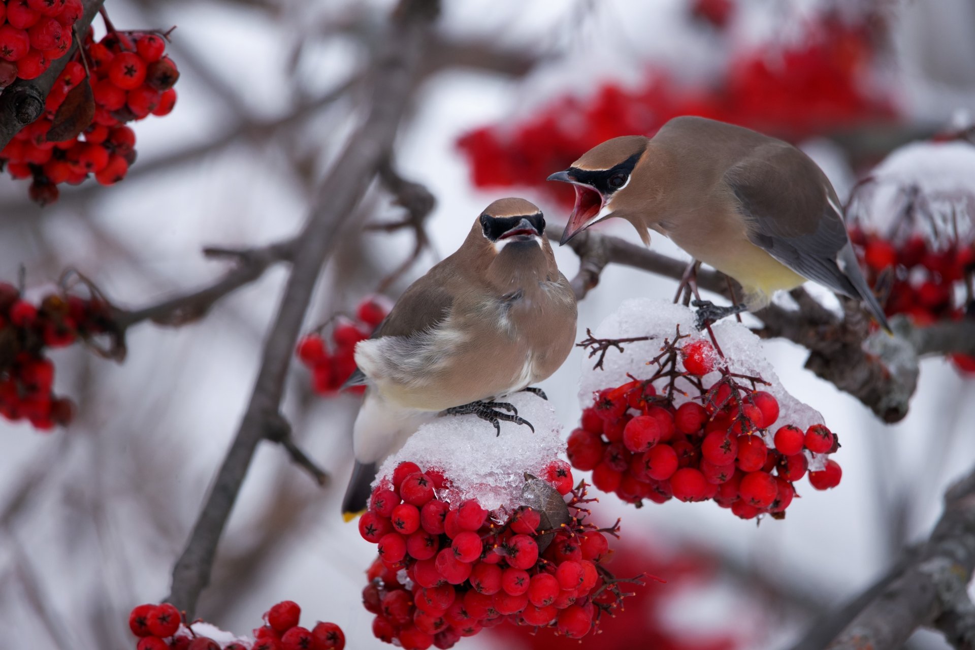 Download Animal Waxwing 4k Ultra HD Wallpaper