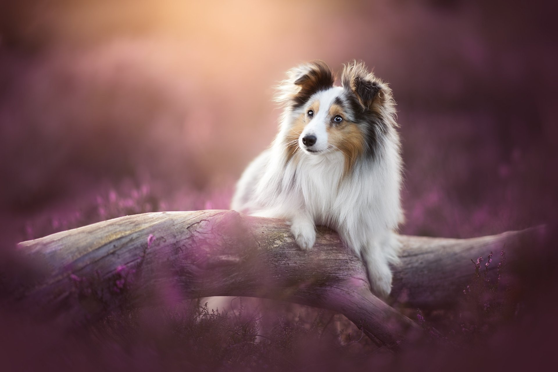 Download Animal Shetland Sheepdog HD Wallpaper