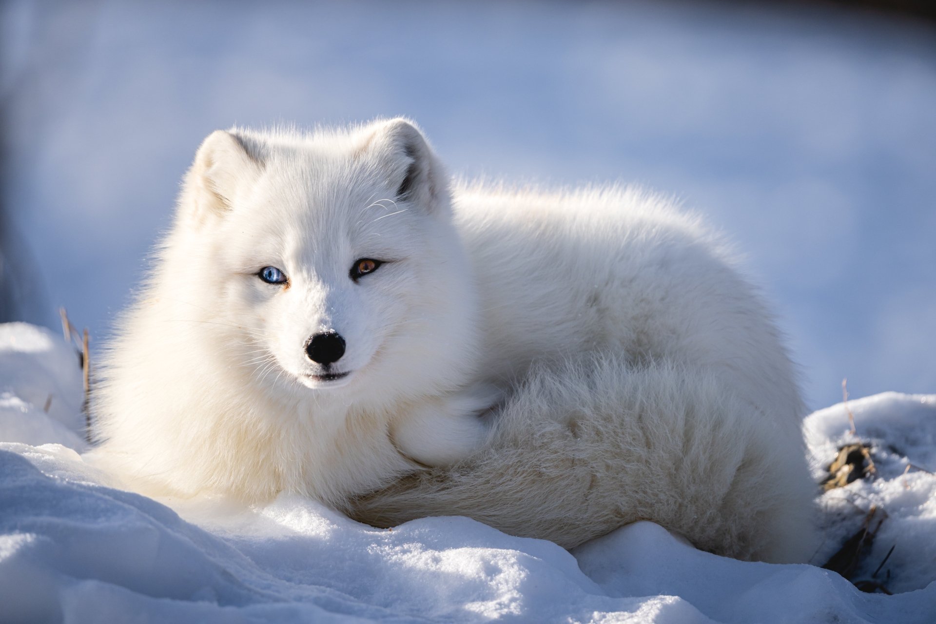 Download Animal Arctic Fox 4k Ultra HD Wallpaper