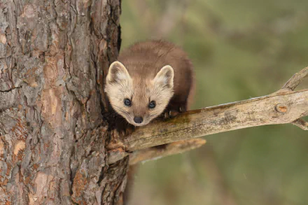 Animal marten HD Desktop Wallpaper | Background Image