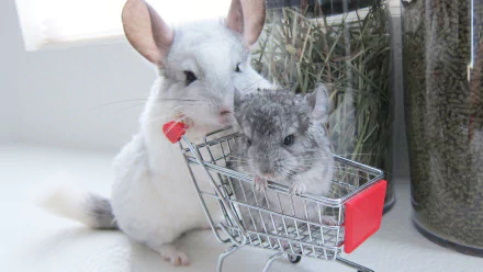 A charming HD wallpaper featuring two chinchillas, one sitting in a miniature shopping cart while the other stands beside it, showcasing their playful nature.