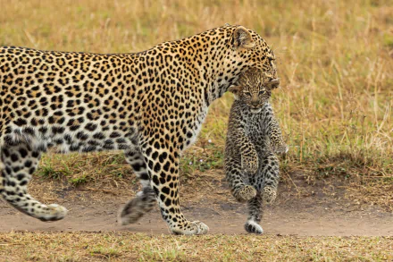 cub Animal leopard HD Desktop Wallpaper | Background Image