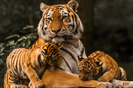 Animal tiger HD Desktop Wallpaper | Background Image