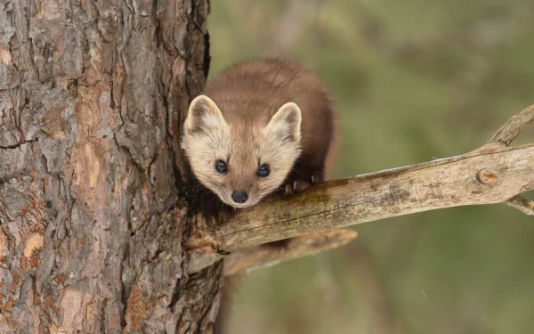 A sharp 4K Ultra HD desktop wallpaper featuring a marten perched on a tree branch against a blurred natural background.