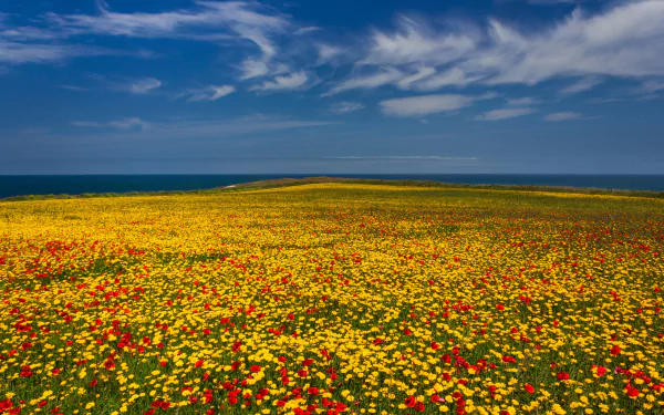flower nature meadow HD Desktop Wallpaper | Background Image