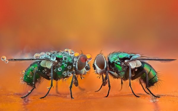 Animal Fly Macro HD Wallpaper | Background Image