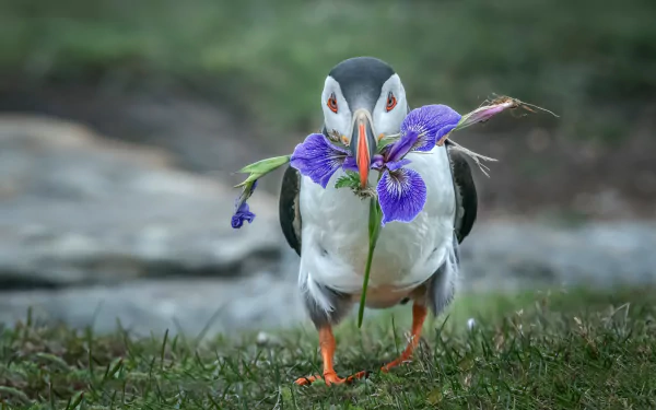 Animal puffin HD Desktop Wallpaper | Background Image