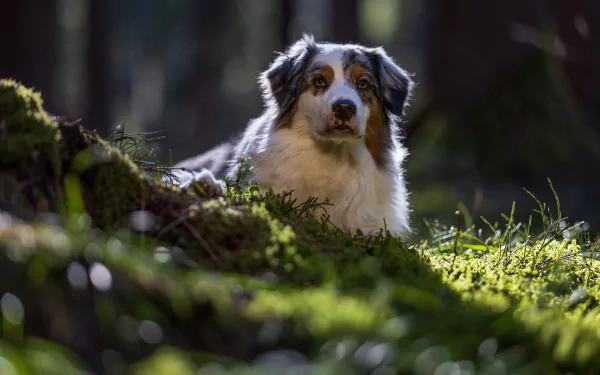 Animal australian shepherd HD Desktop Wallpaper | Background Image