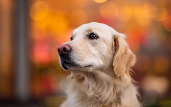Animal golden retriever HD Desktop Wallpaper | Background Image