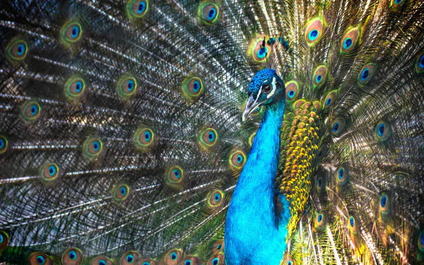 Animal peacock HD Desktop Wallpaper | Background Image