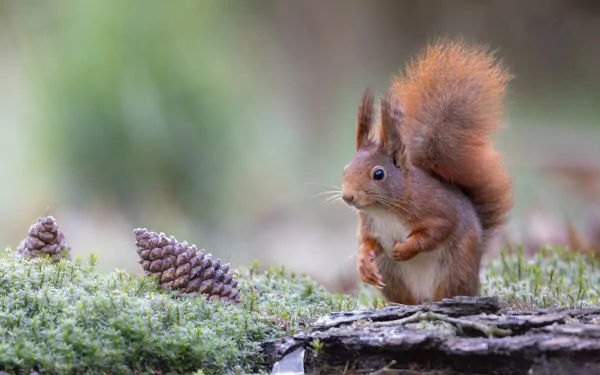 Animal squirrel HD Desktop Wallpaper | Background Image