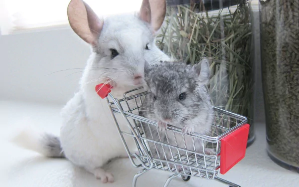 A charming HD wallpaper featuring two chinchillas, one sitting in a miniature shopping cart while the other stands beside it, showcasing their playful nature.