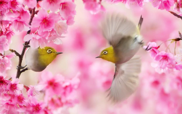 Animal Japanese white-eye HD Desktop Wallpaper | Background Image