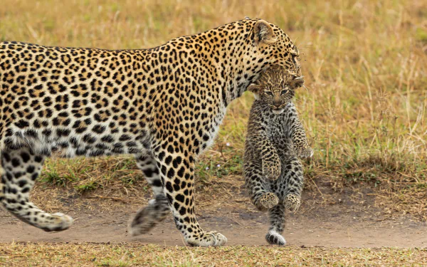 cub Animal leopard HD Desktop Wallpaper | Background Image