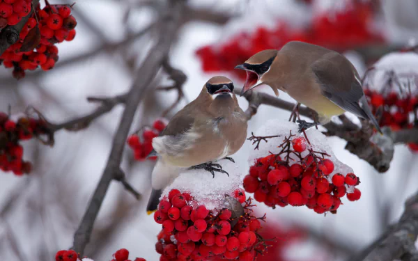Animal waxwing HD Desktop Wallpaper | Background Image