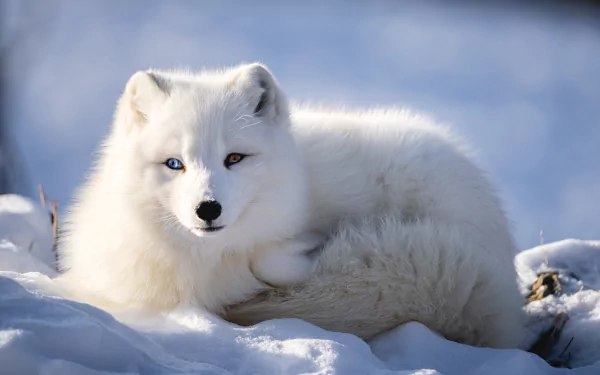 Animal arctic fox HD Desktop Wallpaper | Background Image