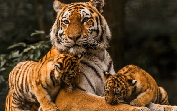 Animais Tigre Gatos Papel de Parede HD | Plano de Fundo