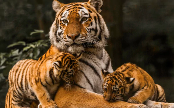 Animal tiger HD Desktop Wallpaper | Background Image