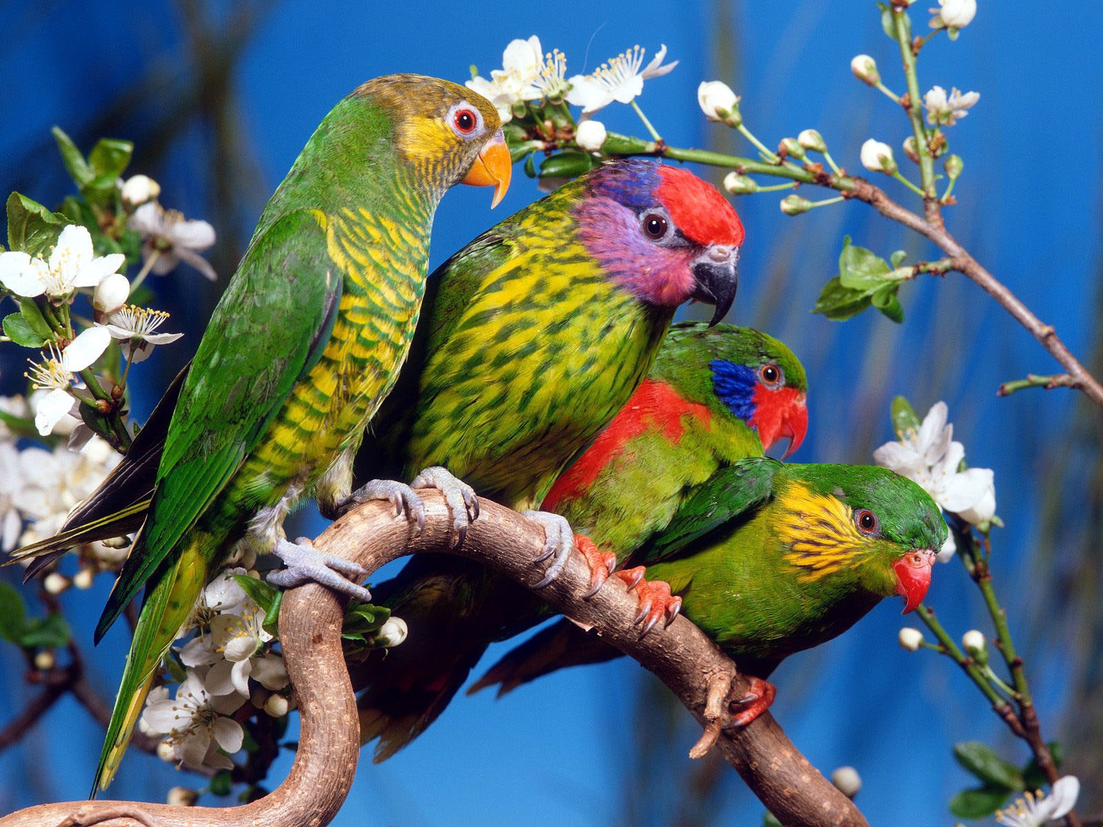 Colorful parrot perched on a tree branch, exuding vibrant charm in its natural habitat.