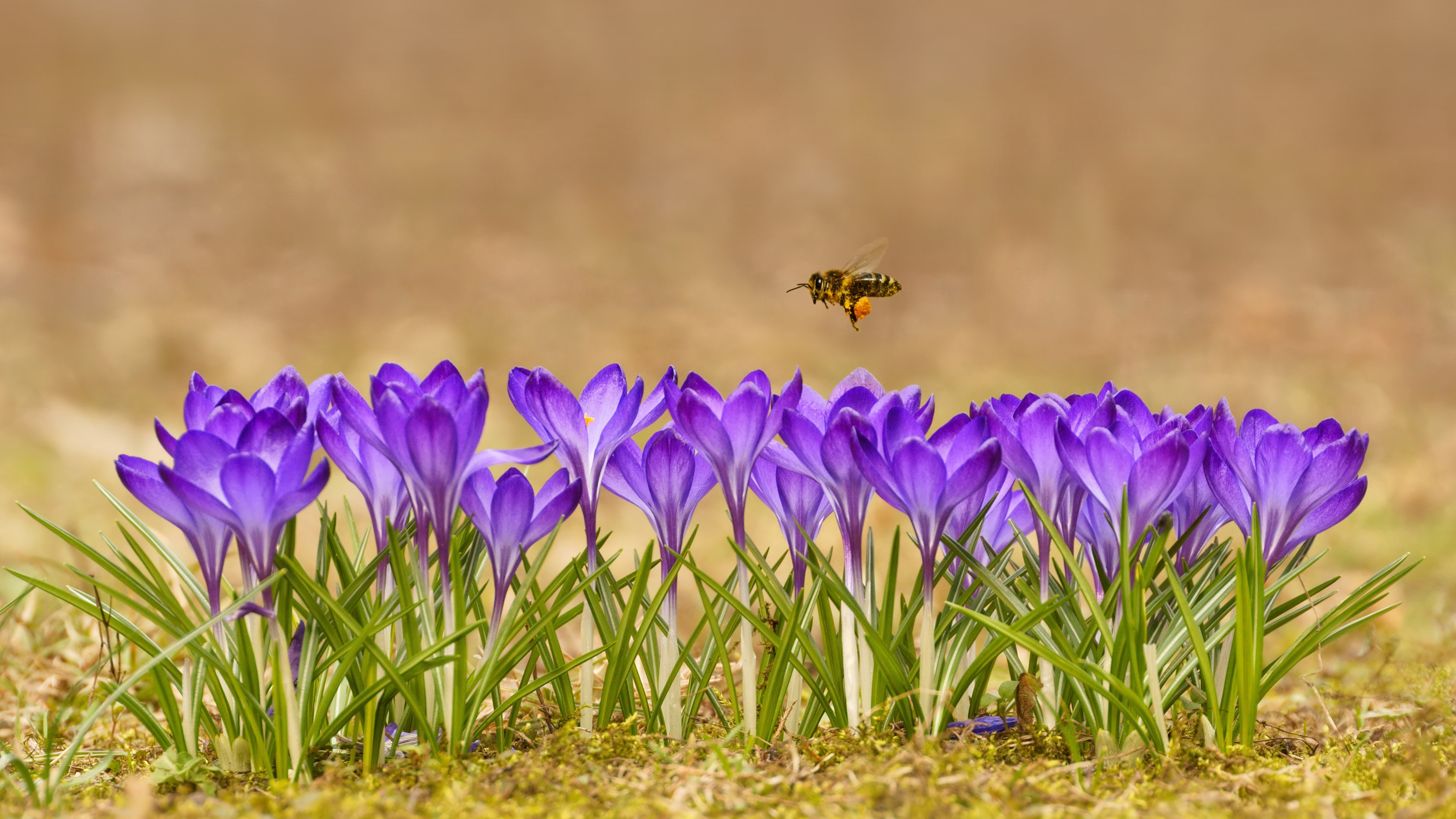 Honeybee flying over crocuses in the Tatra Mountains, Poland by Mirek Kijewski