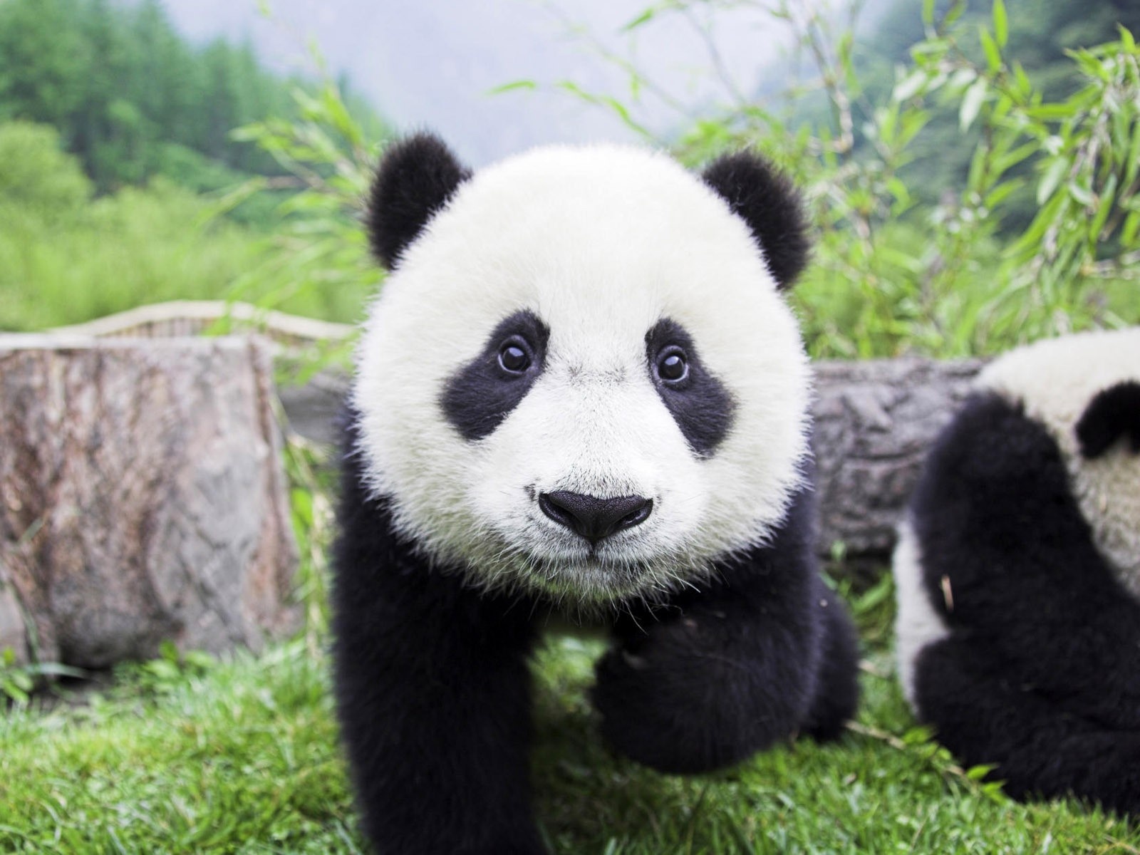 Animal Panda HD Wallpaper | Background Image