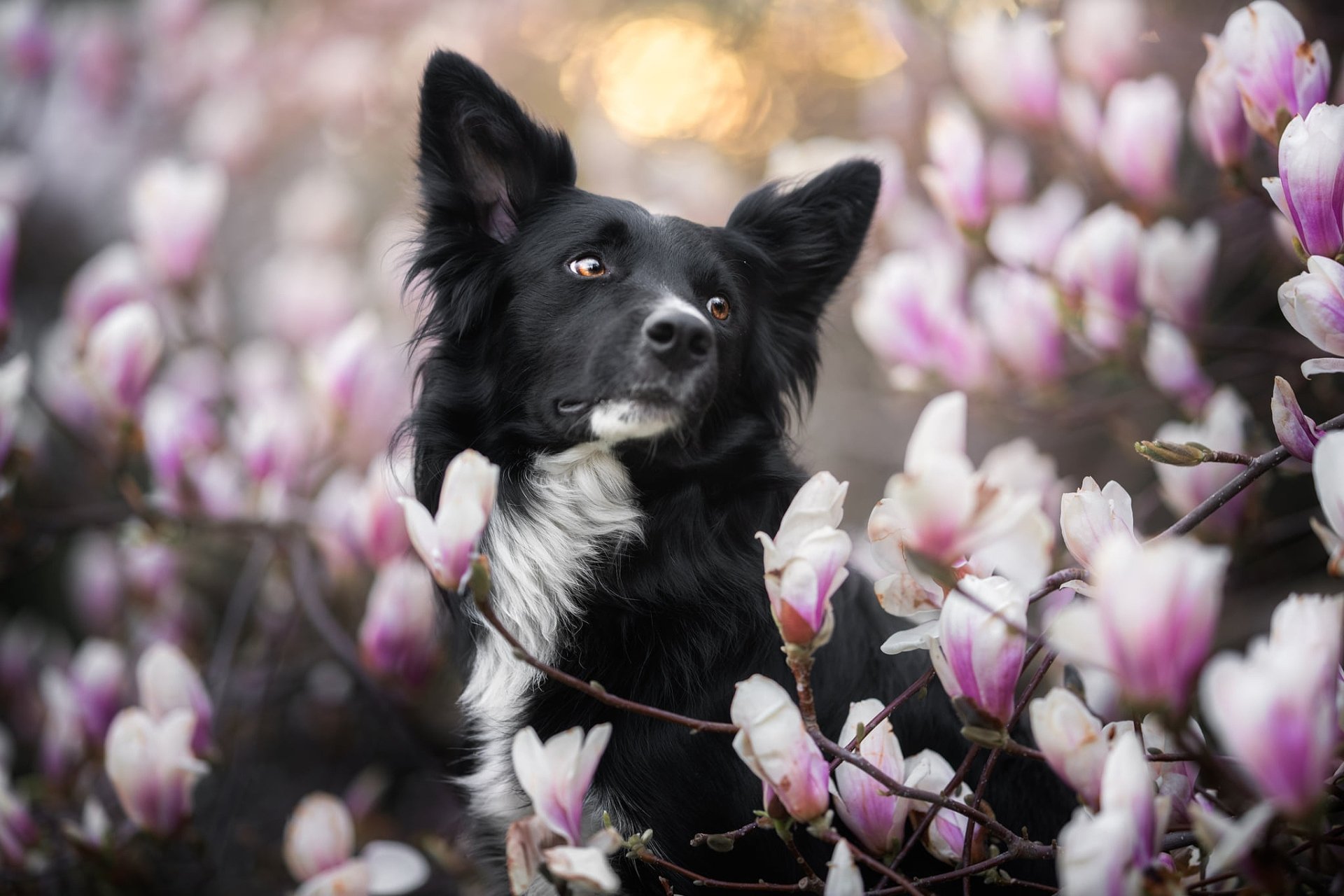 Download Animal Border Collie HD Wallpaper