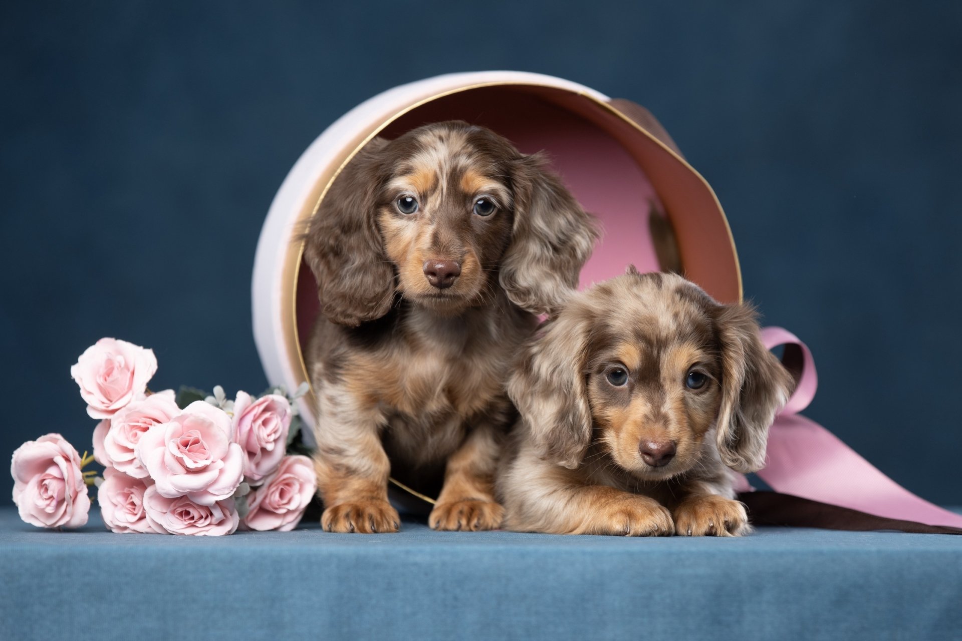 Download Animal Dachshund HD Wallpaper by Svetlana Pisareva
