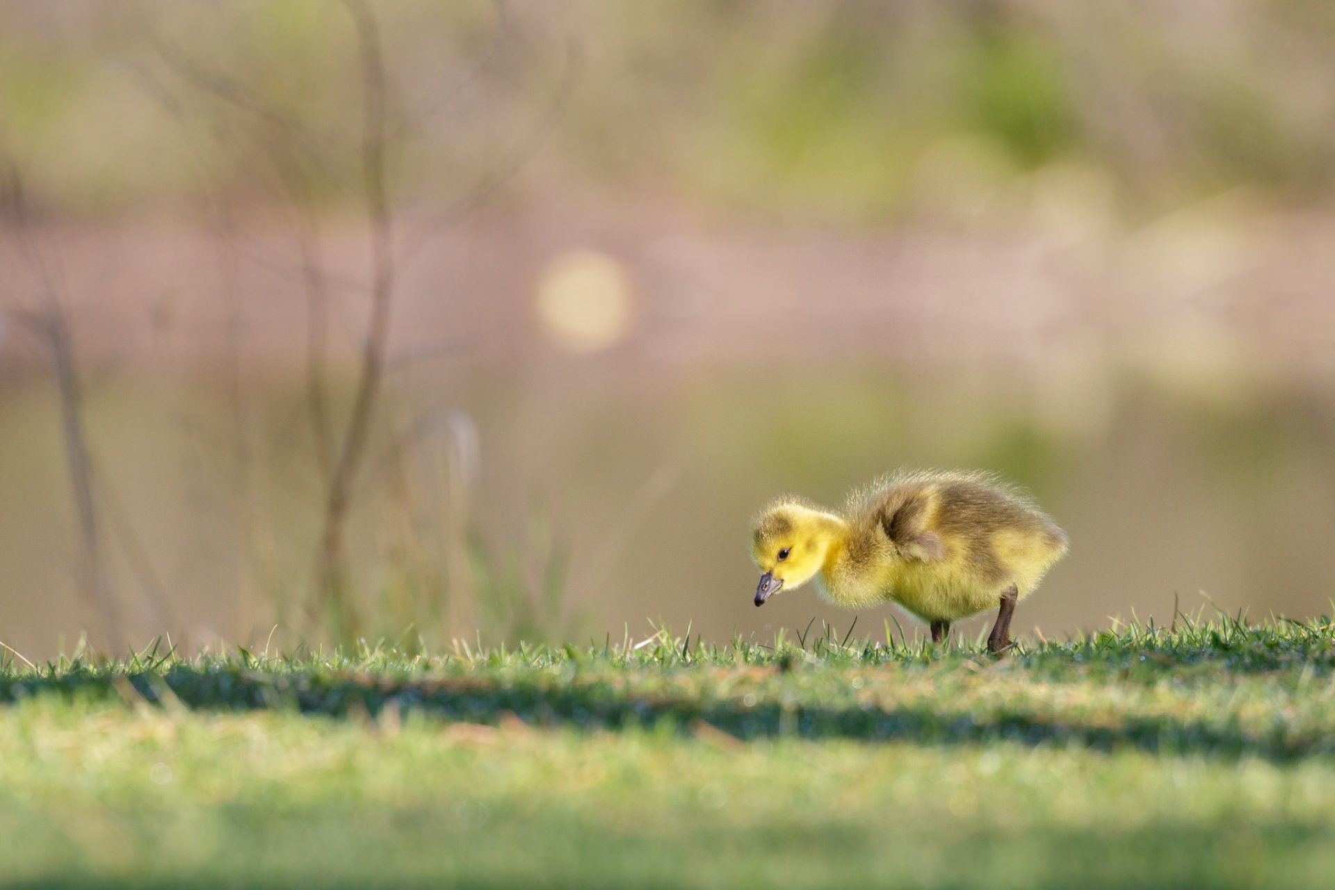 Download Baby Animal Animal Canada Goose HD Wallpaper